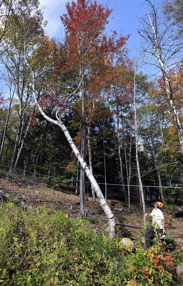 Tom Hoerth, Bath city arborist and tree warden, cuts a white birch on Oct. 15 in the Butler Head Preserve to increase the sunlight for sugar maples, as part of the community forest management program.