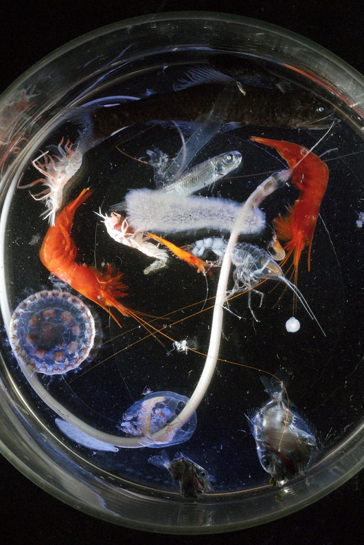 In this 2007 file photo released by the Woods Hole Oceanographic Institution in Massachusetts, a sample of zooplankton collected with a Tucker Trawl with a 10mm opening wherein one can find jellyfish, a lanternfish, a snipe eel, two orange shrimp and a pyrosome (which is bioluminescent). Zooplankton, the microscopic creatures that make up a critical link in the ocean food chain declined dramatically the first half of this year in the North Atlantic as ocean temperatures remained among the warmest on record, federal scientists say.