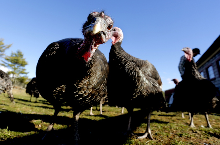 Turkeys roam Monday at Wolfe’s Neck Farm in Freeport. Wolfe’s Neck has already taken Thanksgiving orders for all of its roughly 300 free-range birds, which will be processed next week. The birds sell for $4.50 a pound, or $72 for a 16-pounder.