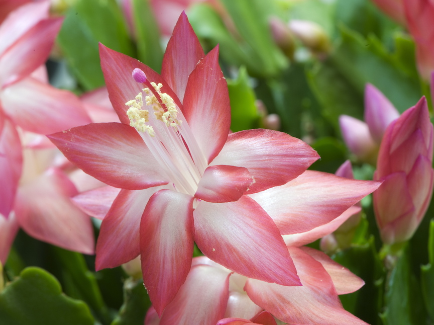 Christmas cactus is not actually a cactus. But never mind the name, it's a great bloomer for indoors in winter months.