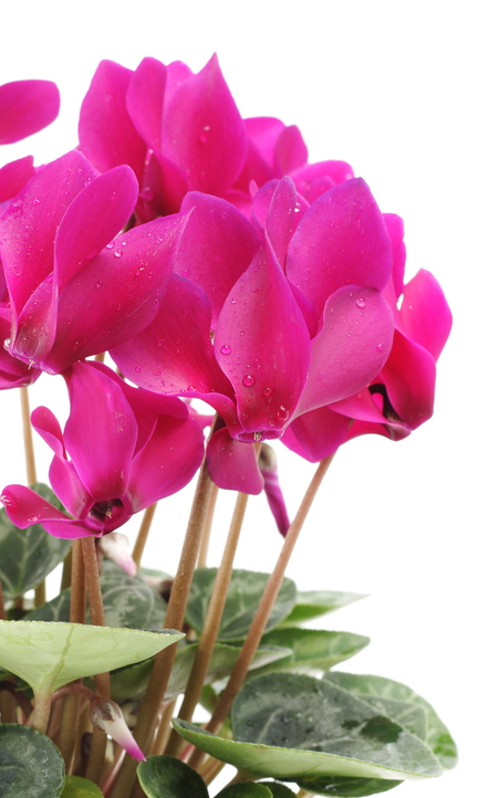 With its splashy, colorful blooms, cyclamen is a wonderfully cheerful houseplant to have in winter.