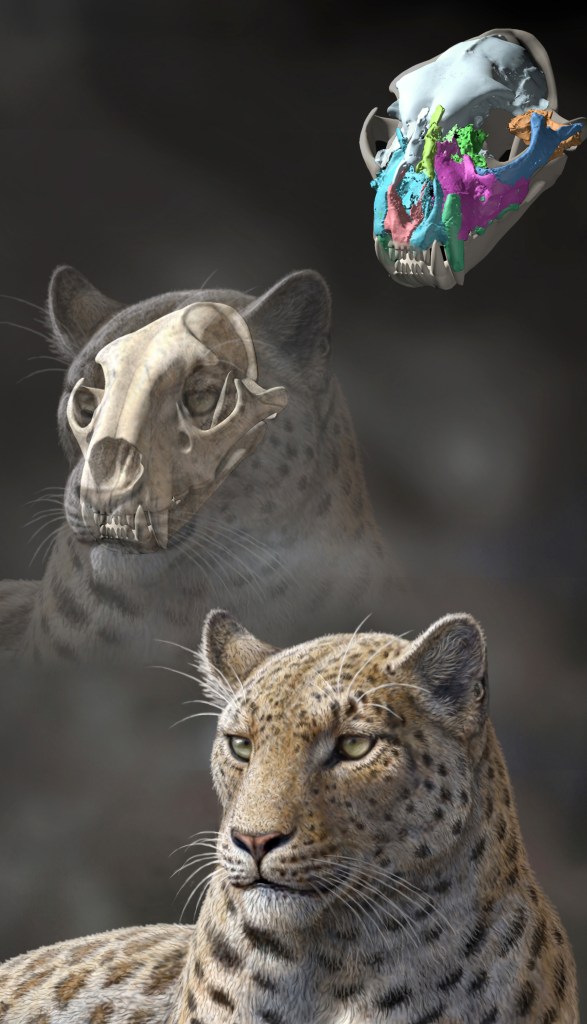 An artist rendering by the Proceedings of the Royal Society B shows a reconstruction of an extinct big cat, based on CT scan data from a skull estimated to be 4.4 million years old.