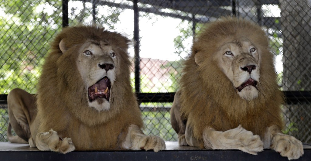 Lions roar at In-Sync Exotics Wildlife Rescue and Education Center in Wylie, Texas. Because of the boom in the exotic pet trade over the last few decades, many big cats and other wild animals are now housed in sanctuaries. Keepers can be attacked, even at the most safety-conscious shelters.