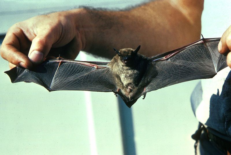 Little brown bats (pictured here) and northern long-eared bats are currently being evaluated for listing under the Maine Endangered Species Act and also the U.S. Endangered Species Act.
