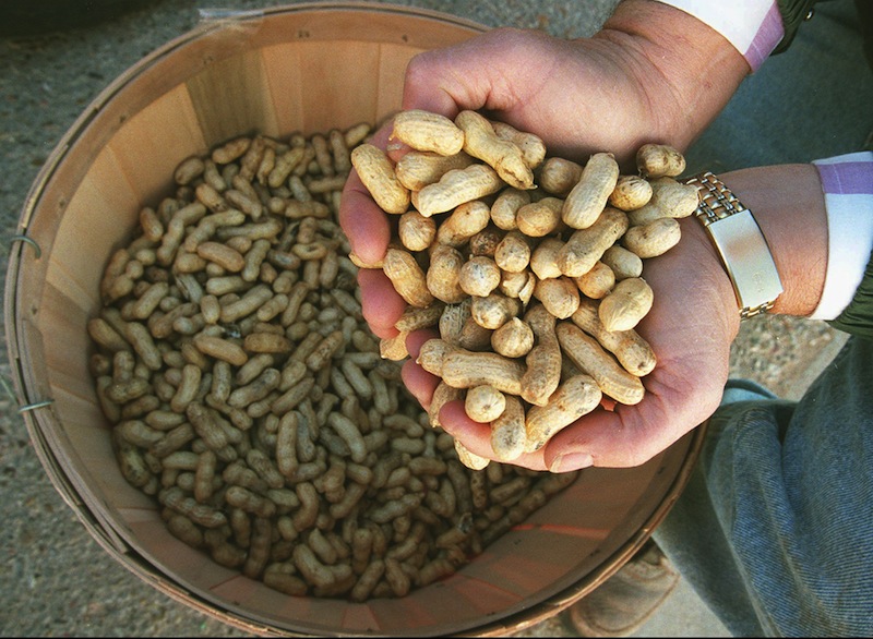 In this Dec. 16, 1997 file photo, feed store owner Jerry Foote of Seminole, Texas, holds a handful of peanuts grown in Gaines County. Help yourself to some nuts this holiday season: Regular nut eaters were less likely to die of cancer or heart disease, in fact, were less likely to die of any cause during a 30-year Harvard study.