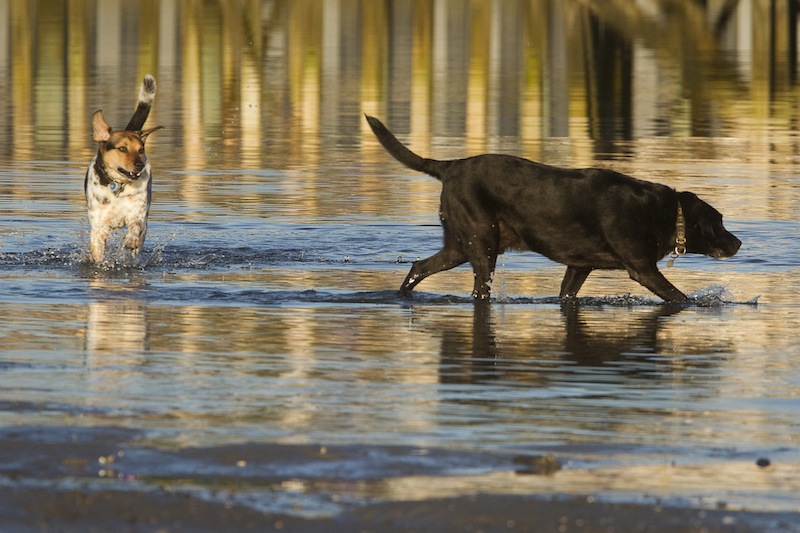 Elvis and Jakey frolic in the surf at Pine Point in Scarborough on Saturday, July 27, 2013. Unleashed dogs will be allowed on public lands, including beaches, after residents voted by an overwhelming margin Tuesday, Dec. 4, 2013 to overturn controversial restrictions.