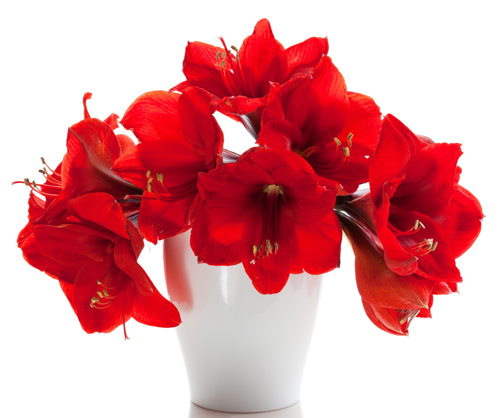 Amaryllis flowers are beautiful, and the plants have staying power.