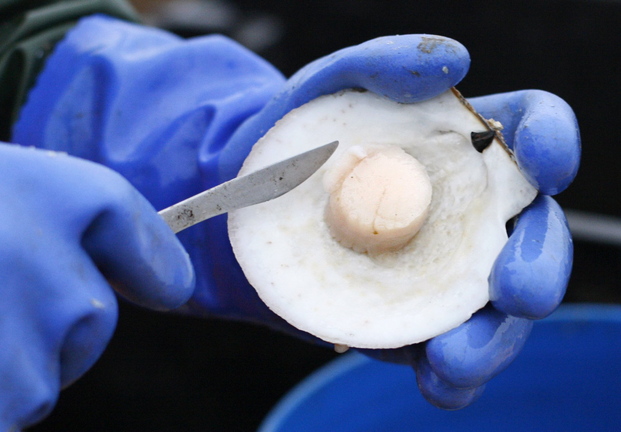In this December 2011 file photo, scallop meat is shucked at sea on opening day off Harpswell, Maine. Maine scallop fishermen are kicking off their 2013-14 season with highest prices in recent memory.