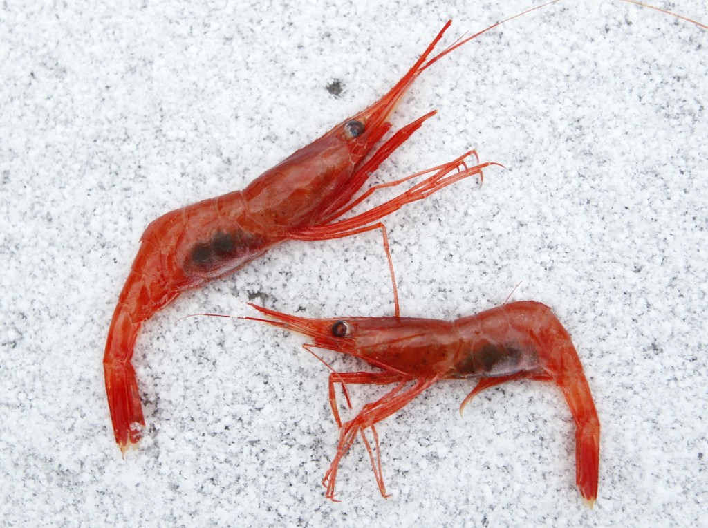 Northern shrimp, also called pink shrimp, lay on snow aboard a trawler in the Gulf of Maine.