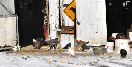 Chickens eat bread and baked goods outside a barn at the Bill Mitchell farm in Smithfield on Wednesday.
