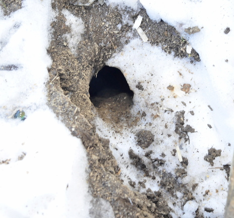 RAT HOLE: Rats have bored a hole in the ground outside a chicken house at the Jean Mosher home in Smithfield.