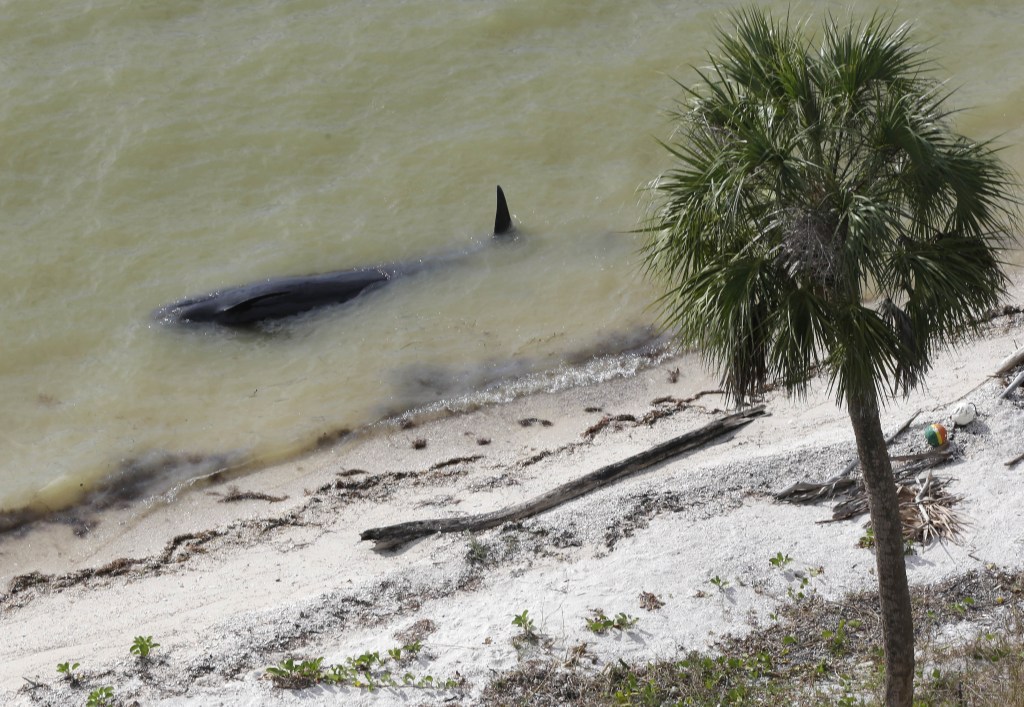 A dead pilot whale lies near the beach in a remote area of Florida’s Everglades National Park on Wednesday.