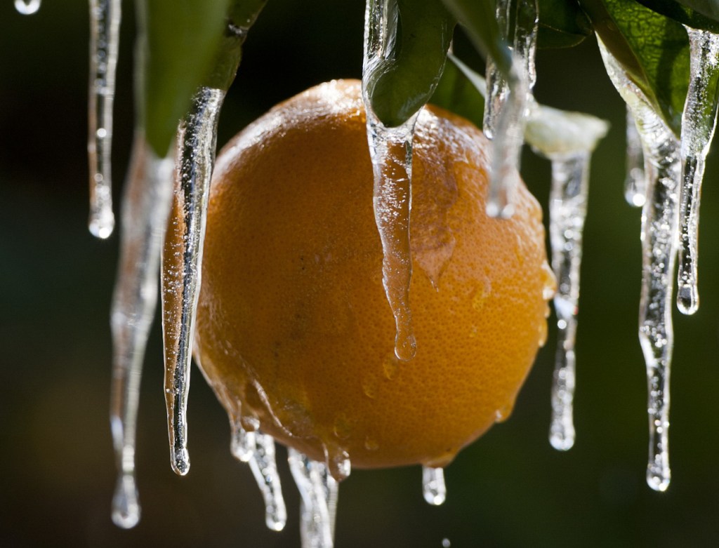 An orange tree is covered in icicles Friday in Newcastle, Calif. A wintry blast has slammed much of the U.S.