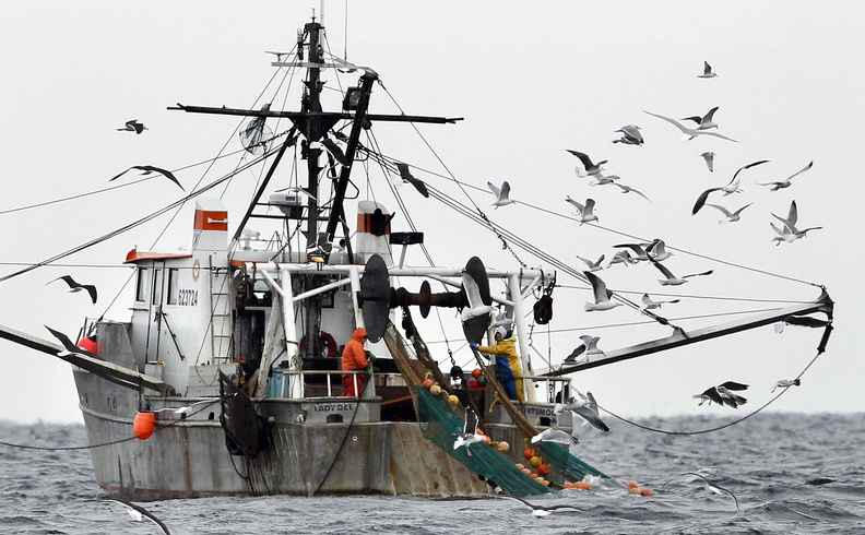Gulls follow a shrimp fishing boat as crewmen haul in their catch in the Gulf of Maine in 2012. The Gulf of Maine shrimp population has fallen to the lowest level on record, setting the stage for a shutdown of the fishery this coming winter.