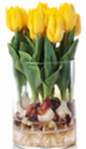Forced daffodils can brighten the indoors before outdoor growing starts.