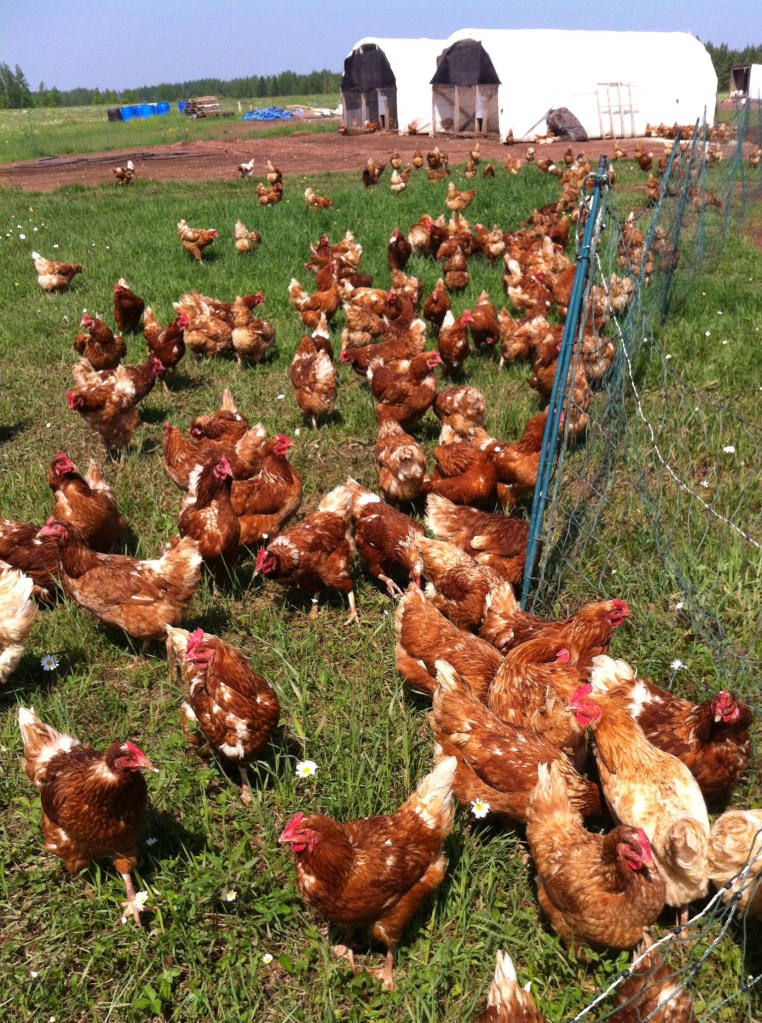 Former Winslow resident Lucie Amundsen, co-owner of Locally Laid egg farm, says her pasture-raised chickens benefit from having access to exercise, sunshine, grass and bugs, leading to better tasting and more nutritious eggs.