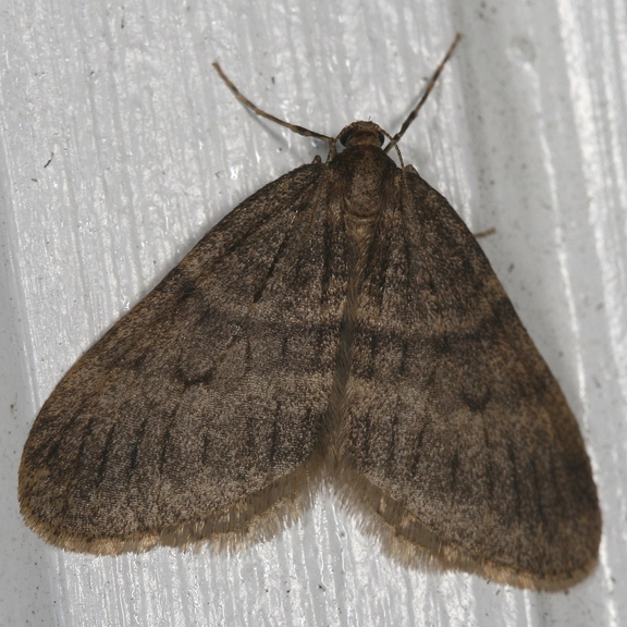 Winter moths can strip trees and bushes of their leaves and ultimately kill them.