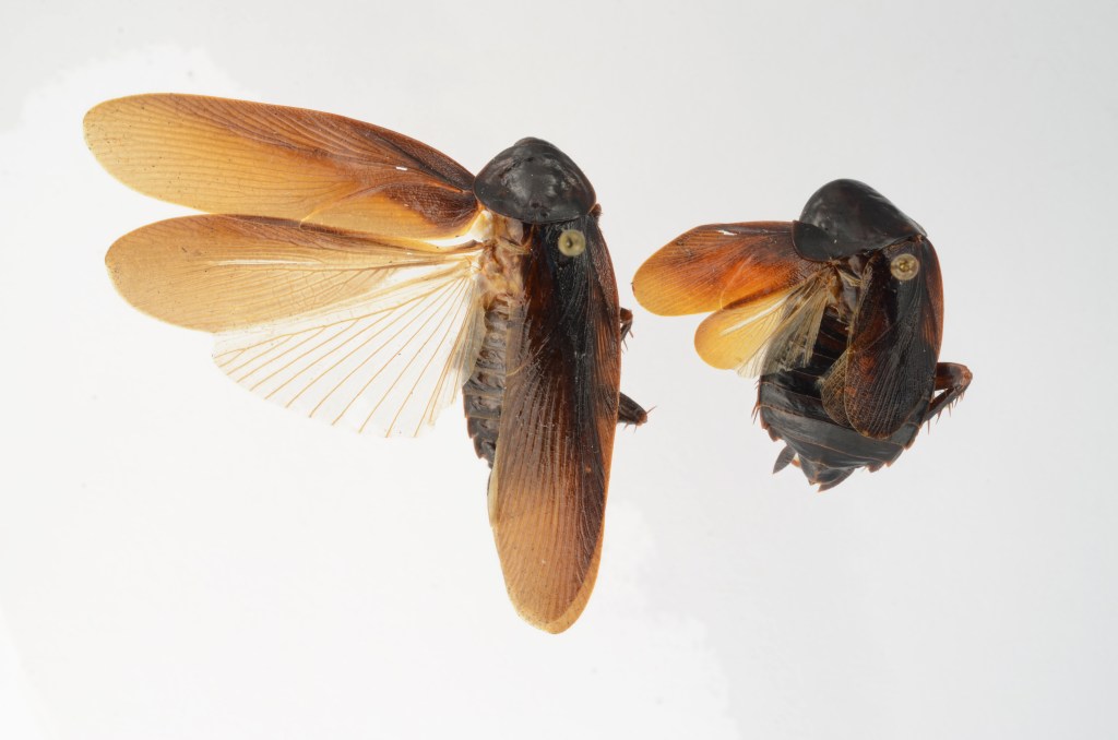 This photo provided by the University of Florida, shows both male, left, and female Periplaneta japonica.