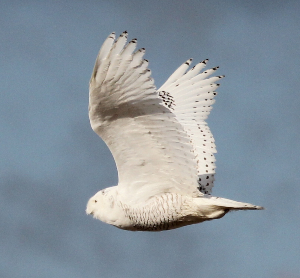 Last May, this snowy owl ventured into southern Maine in search of food. It was photographed flying above the salt marshes at Biddeford Pool.