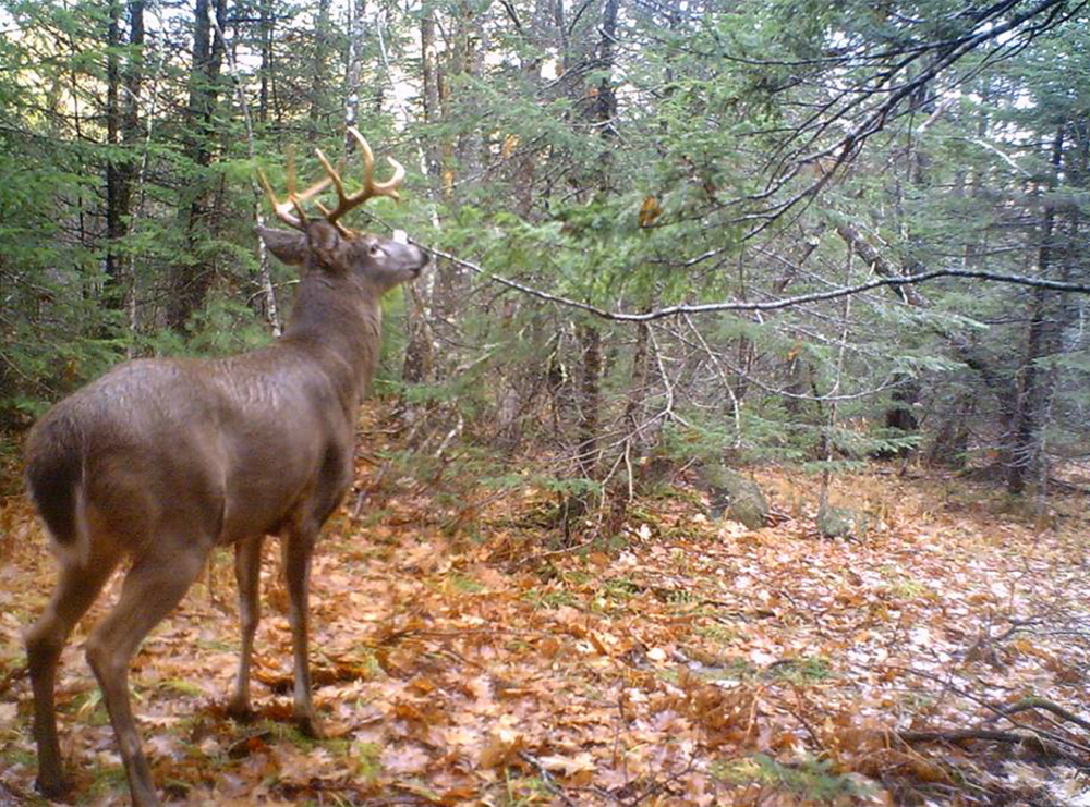 Standish’s Eric McCabe got this photo from his deer cam, but by the time he went hunting, the impressive buck was nowhere to be seen, proving again that while the technology is fun it’s not a guarantee of a kill.
