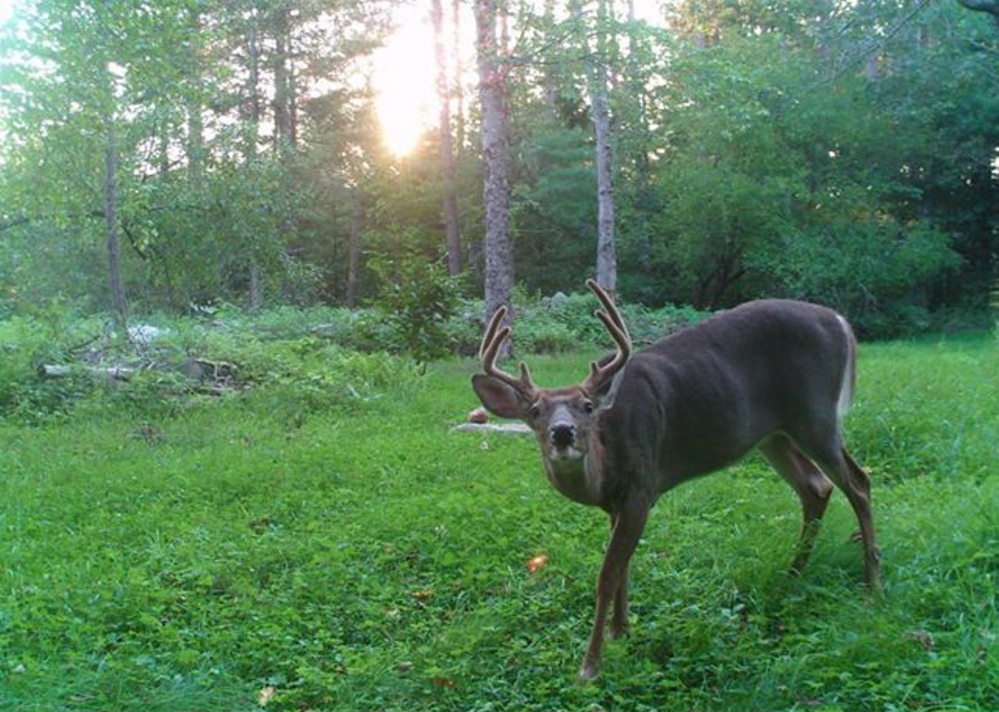 The big buck with the enormous velvet antlers seems to be smiling in Seth Raven’s remote camera in Waldo. It might still be smiling, as Raven never saw it while hunting.