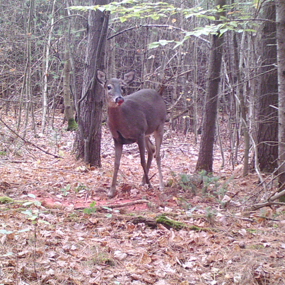 Gorham’s Marshall Richardson says his cam reveals where the deer are, but not when they’ll arrive.