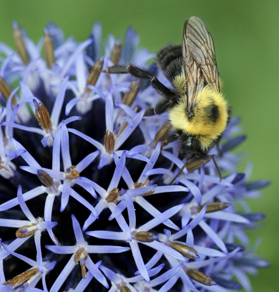 A bee collects pollen from a globe thistle.