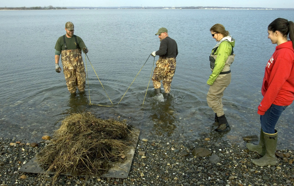 Luke Johnson, left, and Alex Mizger from All Habitat Services in Connecticut help Jennifer Mattei, second from right, a professor at Sacred Heart University, and graduate student Lindsay Tomaszewski, right, plant salt grass in the water off of Stratford Point in Stratford, Conn.