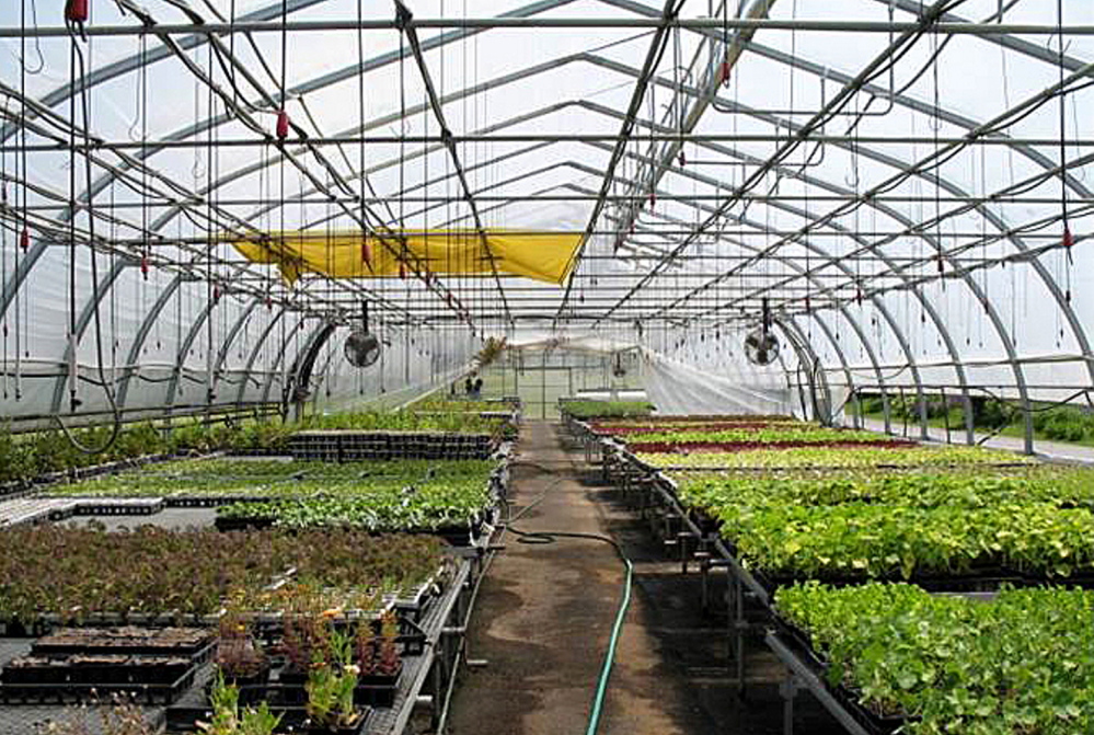 Inside one of the five greenhouses at Half Moon Gardens in Thorndike, which has been donated to nearby Unity College.
