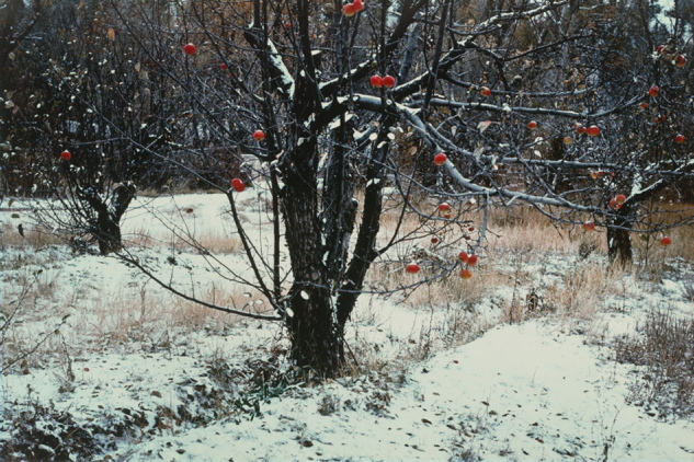 “Apple Orchard, Tesuque, N.M.,” 1981, dye coupler print by Paul Caponigro.