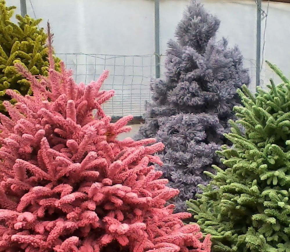 A variety of trees is displayed for purchase at Banks’ nursery.