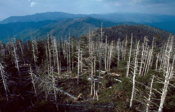 The balsam woolly adelgid, an insect that destroys fir trees, was first discovered in the mid-1950s on Mount Mitchell in North Carolina, above. There’s no stopping it in the wild where chemicals might kill other organisms.