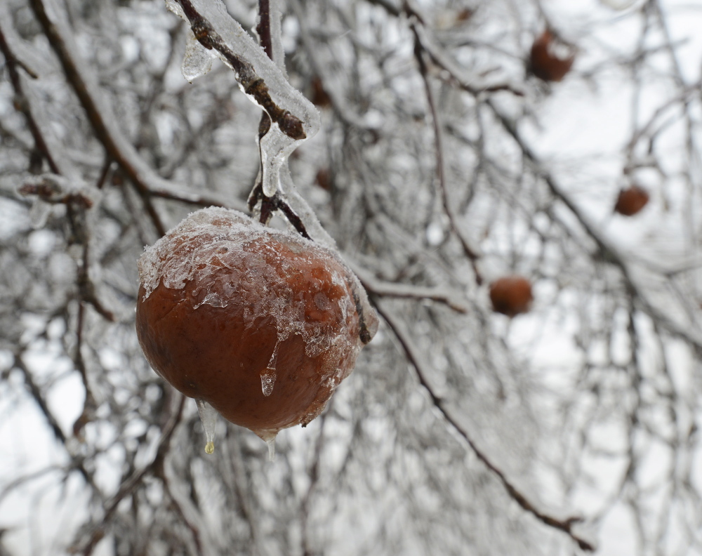A few ice encrusted apples hang on Thursday after the recent ice storm in Durham.