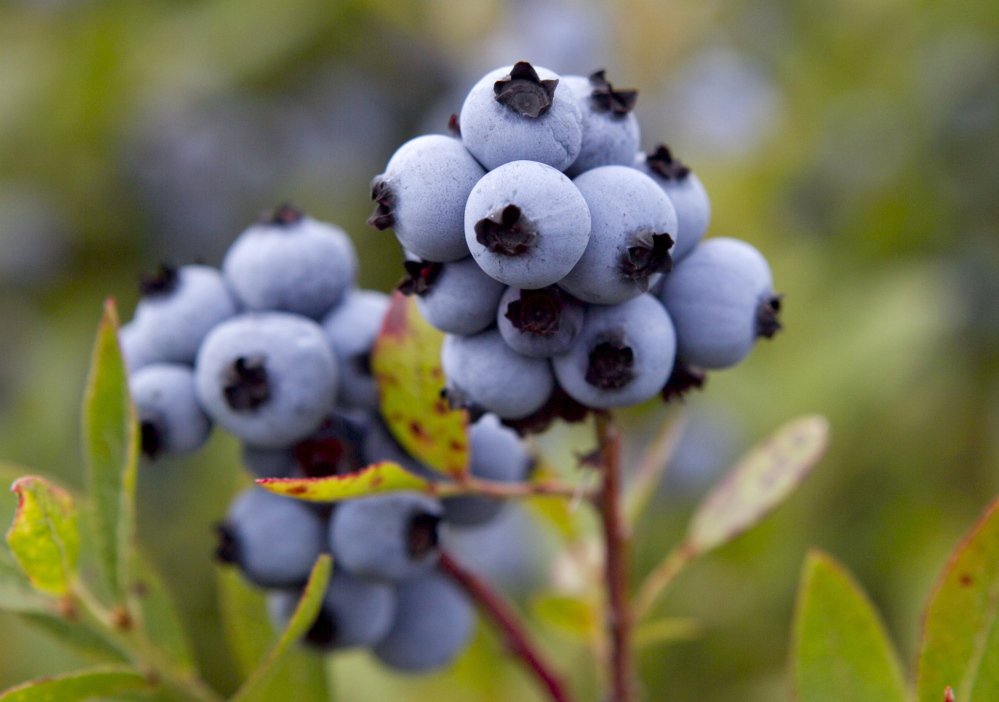 Maine wild blueberries are ready for harvesting at the Dolham Farm in Warren in this file photo. The state's growers would likely benefit from the elimination of trade tariffs.