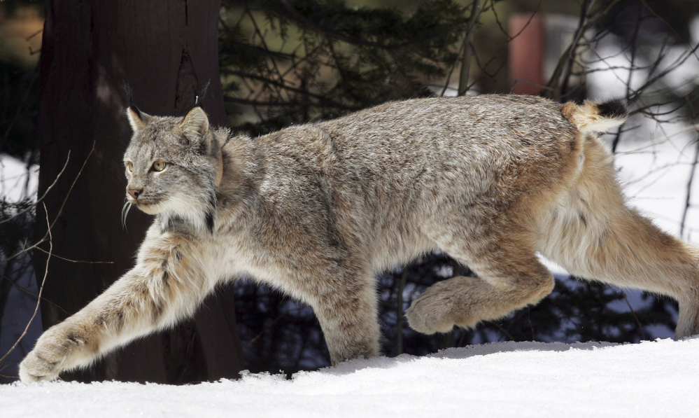 A Canada lynx uses its large feet like snowshoes to travel over the surface of snow. The number of Canada lynx has increased in Vemont over the past few years, according to Mark Maghini, manager of the Vermont’s Nulhegan Basin wildlife refuge.