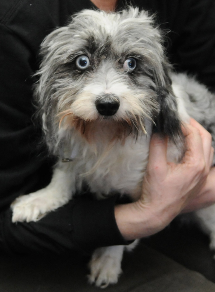 This female Maltese mix dog was found in a West Islip, N.Y., trash bin.