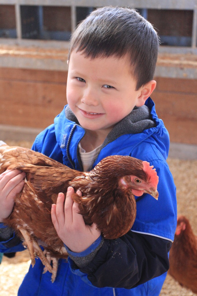 Chatty Chickens is our family program focused on all things chicken. Come learn what’s involved in raising chickens and collect eggs while visiting with our organically raised flock of Golden Comet hens.