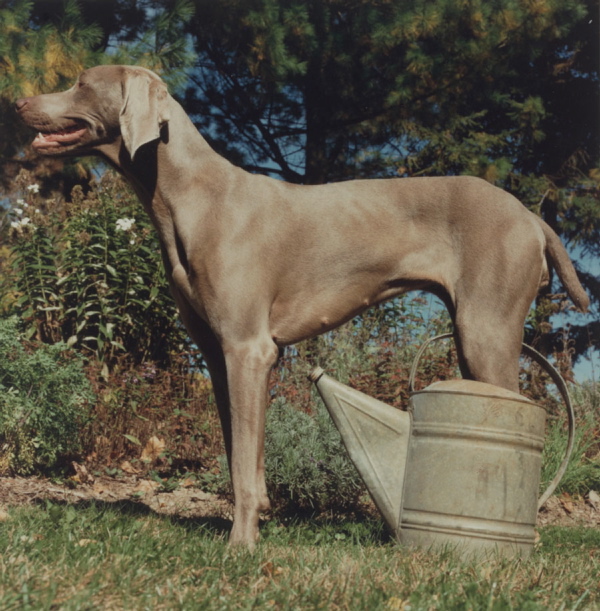 This untitled print by William Wegman is on view at the Portland Museum of Art.