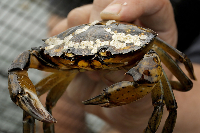 The green crab population has exploded along the Maine coast. This one was found in Freeport waters last May.