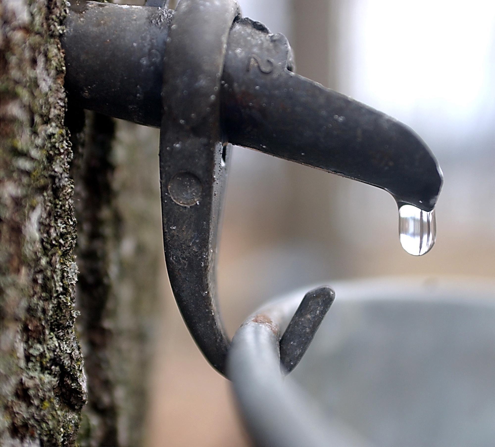 A drop of sap comes out a tap in a maple tree. A Maine researcher is trying to understand the relationship between weather and the flow of maple sap.