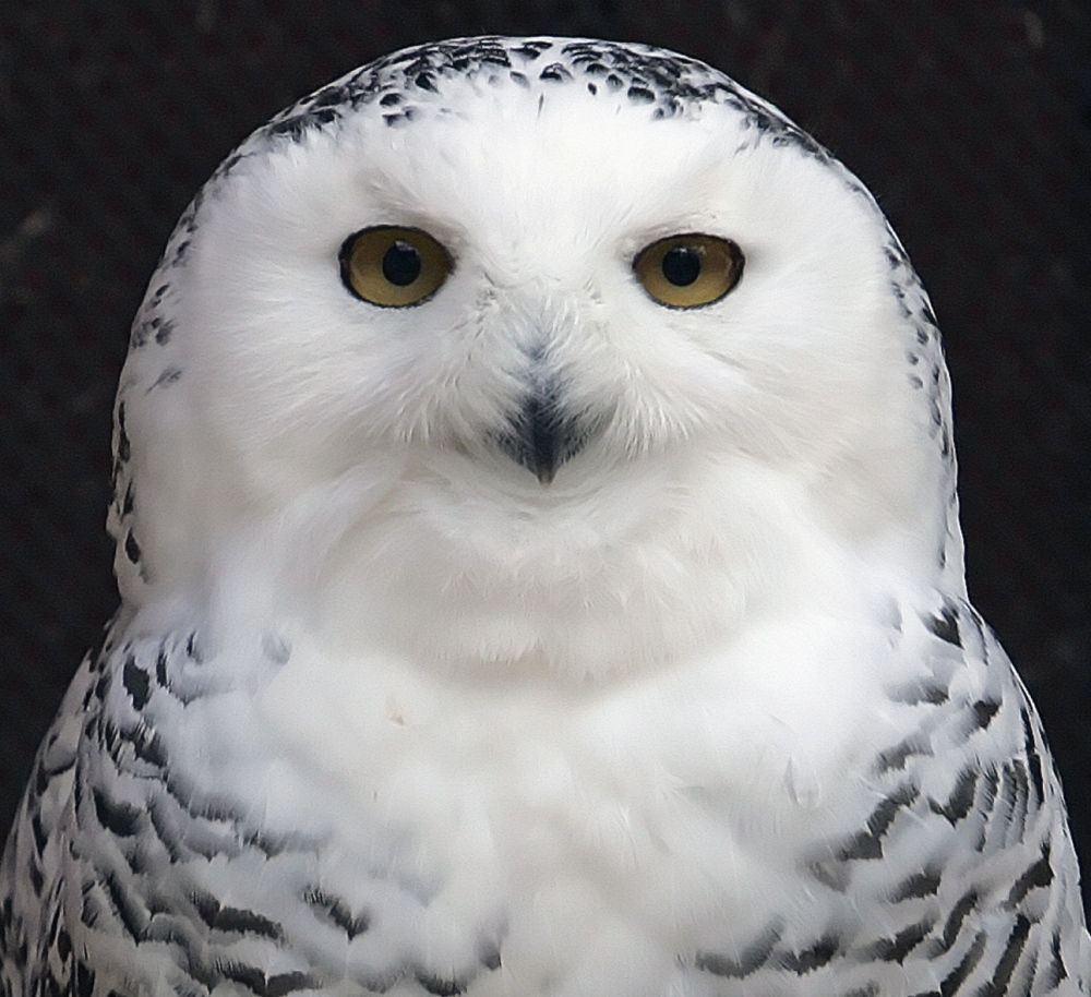 A snowy owl peers from her enclosure at a bird sanctuary in New York City. Thousands of bird reports indicated the owls have now spread to 25 states.