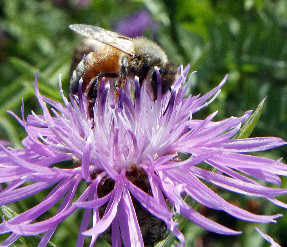A bumblebee alights on the bloom of a thistle. Commercial honeybee populations are infecting the world’s wild bumblebees, a new study finds.