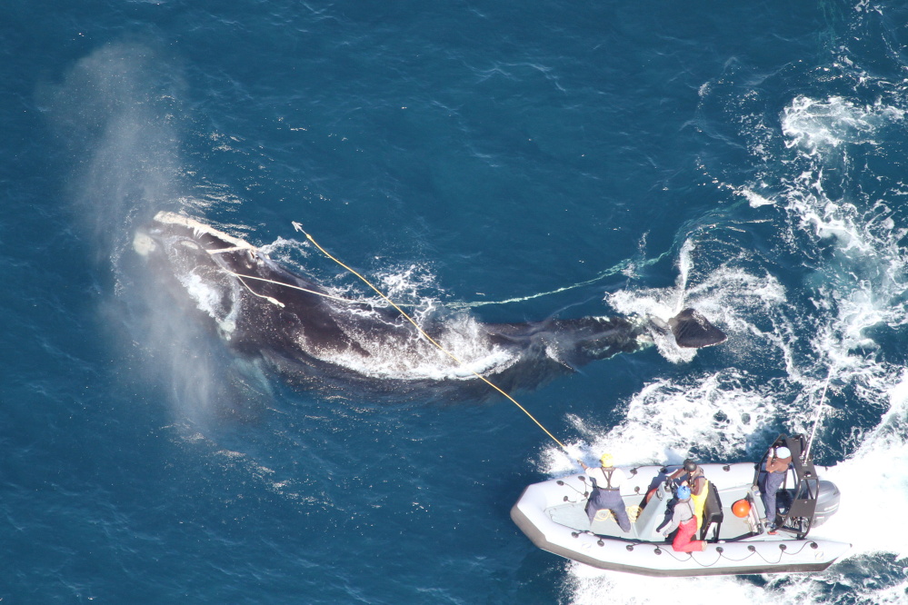 This photo released by the Georgia Department of Natural Resources shows right whale #4057 circling to the right as responders from the Georgia Department of Natural Resources and Florida Fish and Wildlife Conservation Commission throw a custom-made “cutting grapple,” hoping to sever the long strand of fishing rope exiting the whale’s mouth. Seconds later the heavy rope parted and the whale swam away unencumbered.