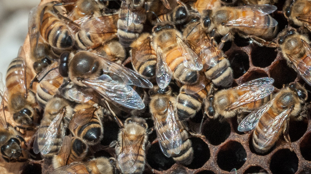 A queen Italian honeybee, the large bee just left of center, is surrounded on an apiary nest in this photo provided by the U.S. Department of Agriculture.