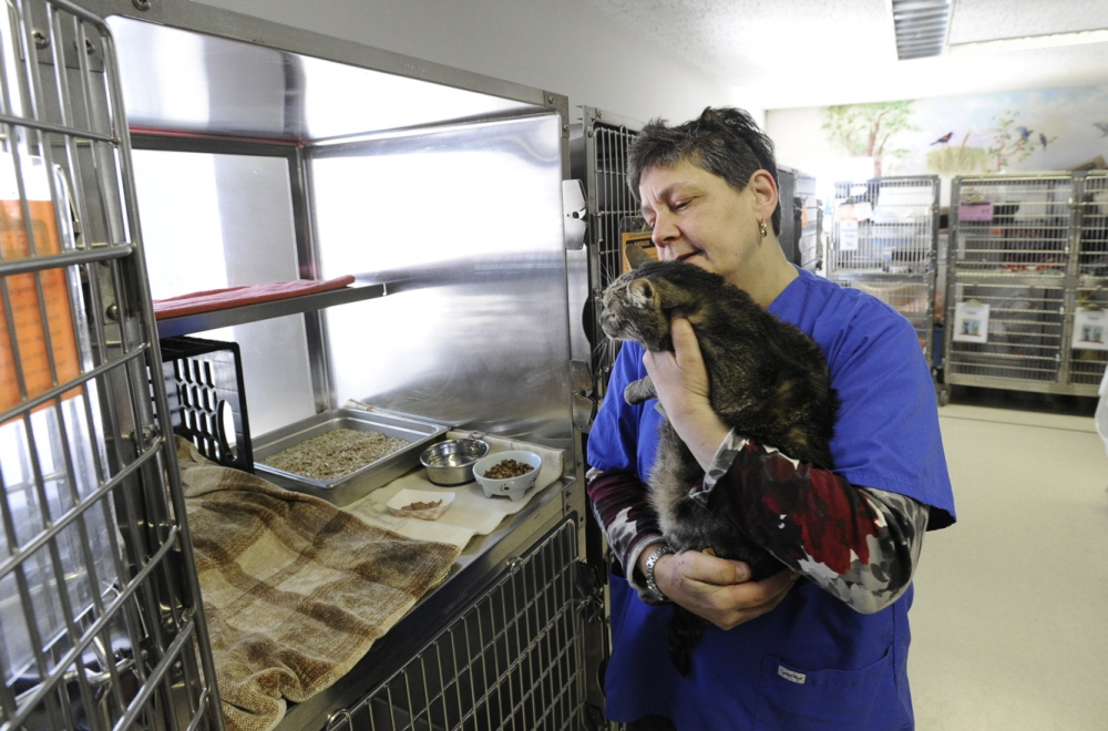 Small-animal specialist Michelle Jackson tends to Izzy, one of 70 cats housed at the Animal Refuge League of Greater Portland in Westbrook.