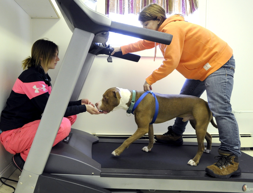 Dawn Reynolds and Bonnie Waterman exercise Chewy on a treadmill at the facility Wednesday. The shelter, with a staff of 40 and more than 200 volunteers, cares for more than 4,000 animals each year.