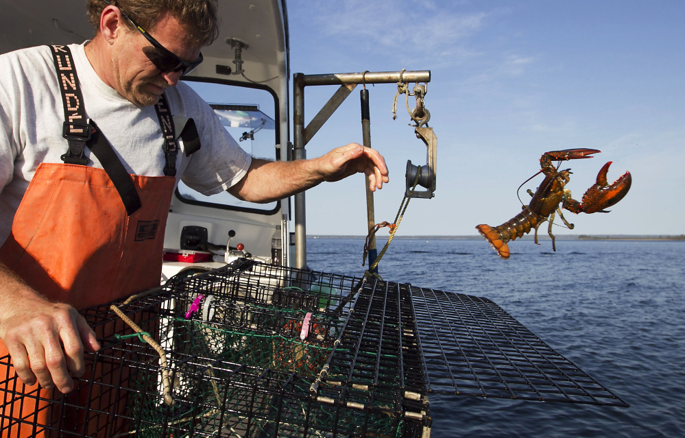 Sternman Scott Beede tosses an undersized lobster while checking traps off Mount Desert, Maine. The state’s lobster catch brought in a record $364.5 million in 2013, according to preliminary figures.