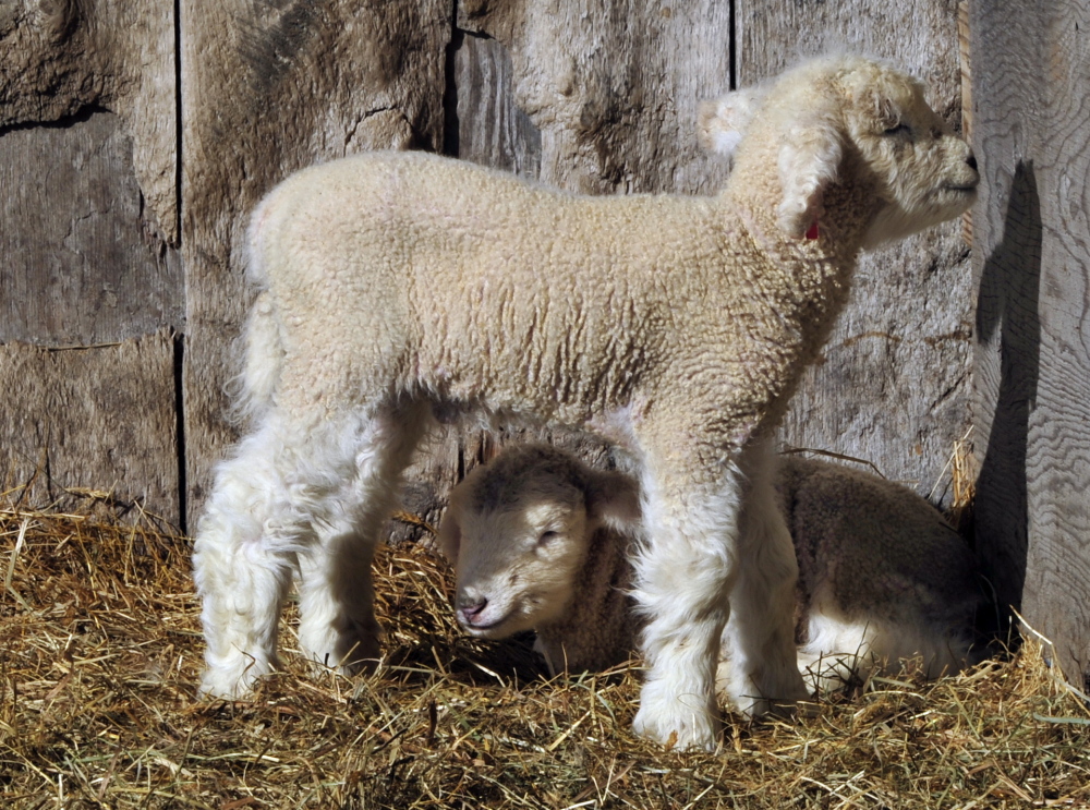 Twins lambs enjoy the late-winter sun as they arise from a sleep.