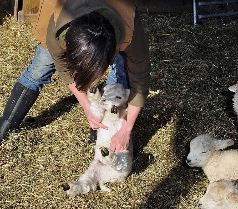 Kaitlyn Gardner, a working manager at Wolfe's Neck Farm in Freeport, checks the health of one of her lambs born recently during the lambing season. Monday , February 24, 2014. Gordon Chibroski, Staff Photographer