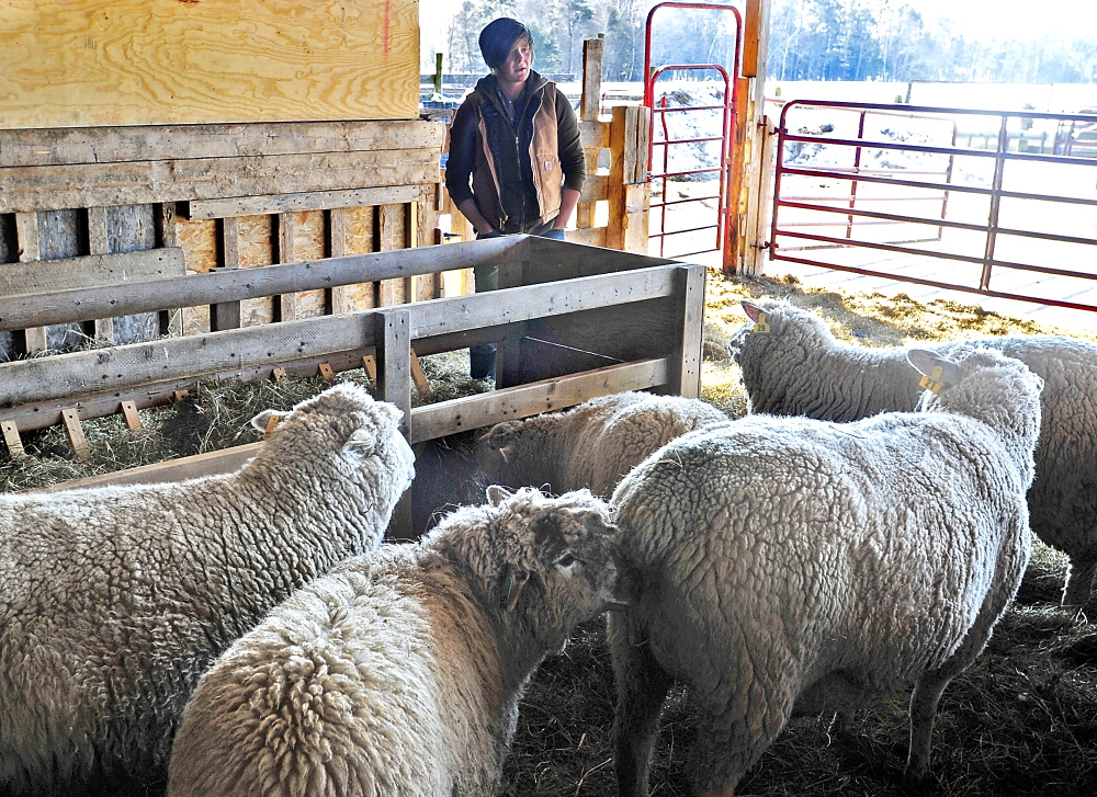 Kaitlyn Gardner, a working manager at Wolfe's Neck Farm in Freeport, looks for signs the pregnant sheep will be giving birth soon during the lambing season. Monday , February 24, 2014. Gordon Chibroski, Staff Photographer